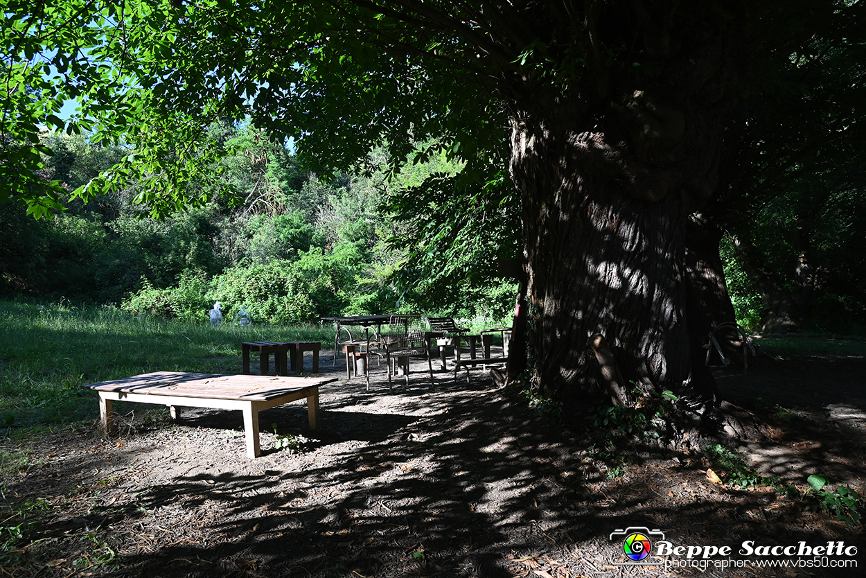 VBS_4872 - Il bosco fatato - Montaldo Roero.jpg
